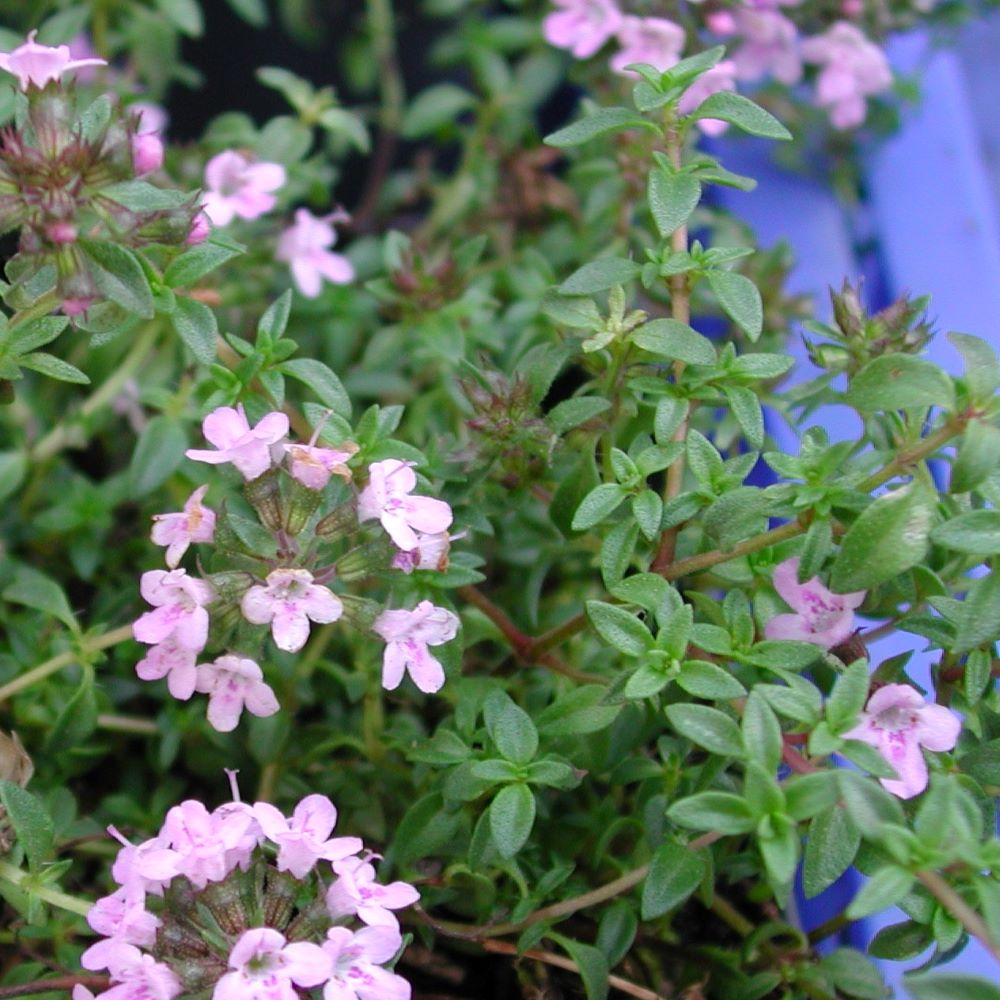 Kakukkfű (Thymus vulgaris)