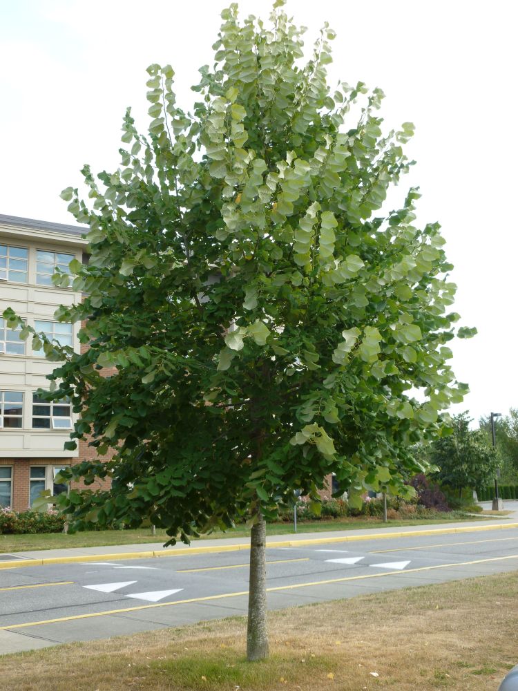 Ezüst hárs (Tilia tomentosa, Tilia argentea)