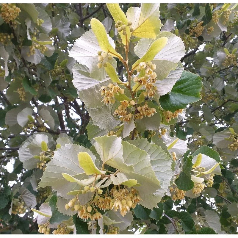 Ezüst hárs (Tilia tomentosa, Tilia argentea)