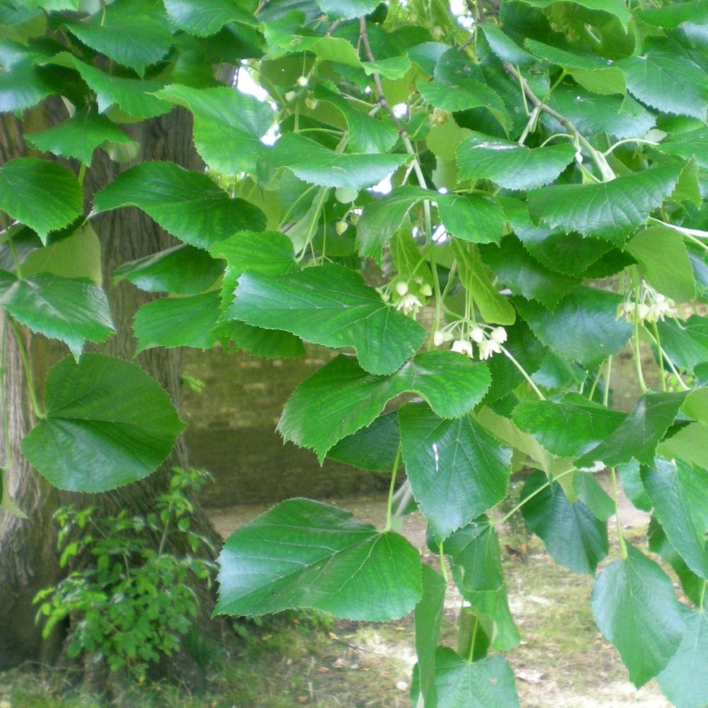 Ezüst hárs (Tilia tomentosa, Tilia argentea)