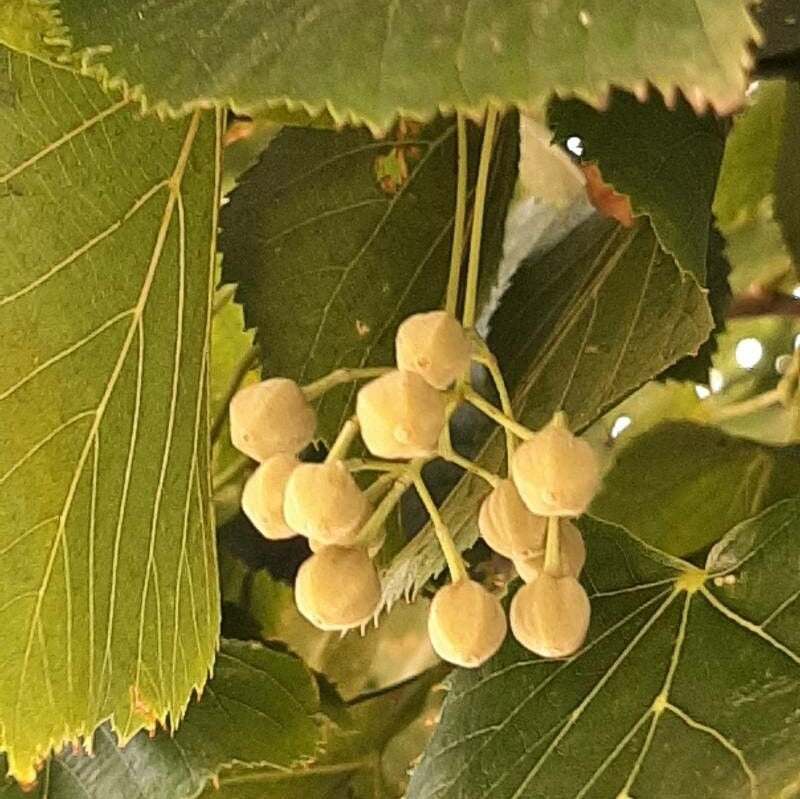 Ezüst hárs (Tilia tomentosa, Tilia argentea)
