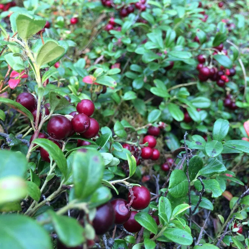 Tőzegáfonya (Vaccinium macrocarpon 'Early Black')