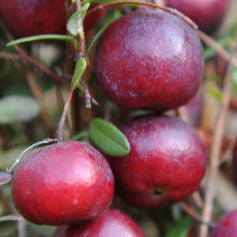 Tőzegáfonya (Vaccinium macrocarpon 'Early Black')