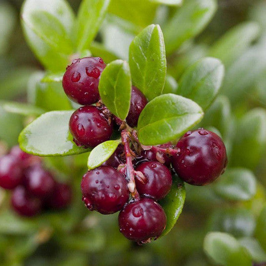 Tőzegáfonya (Vaccinium macrocarpon 'Early Black')