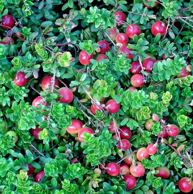 Tőzegáfonya (Vaccinium macrocarpon 'Early Black')
