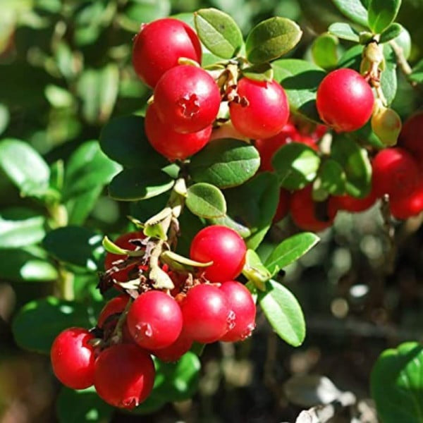 Tőzegáfonya (Vaccinium macrocarpon 'Pilgrim')
