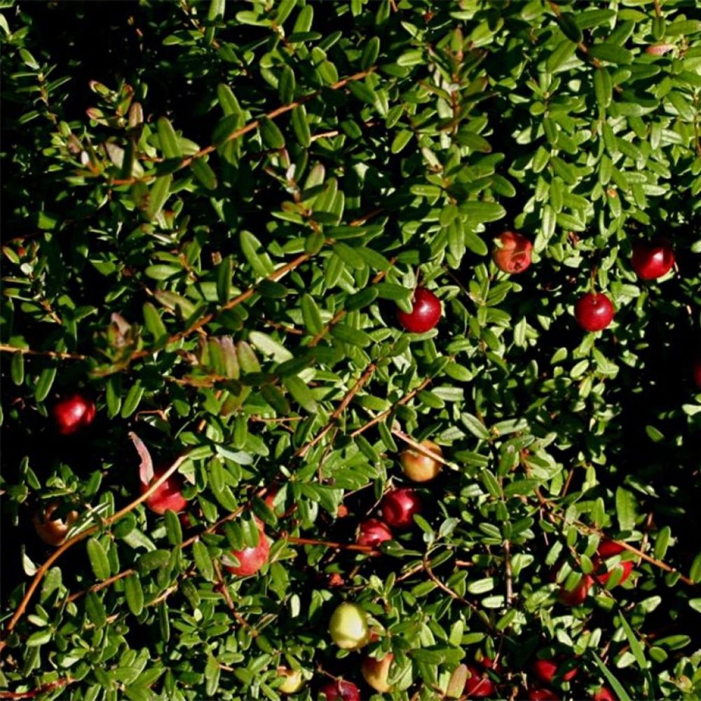 Tőzegáfonya (Vaccinium macrocarpon 'Pilgrim')
