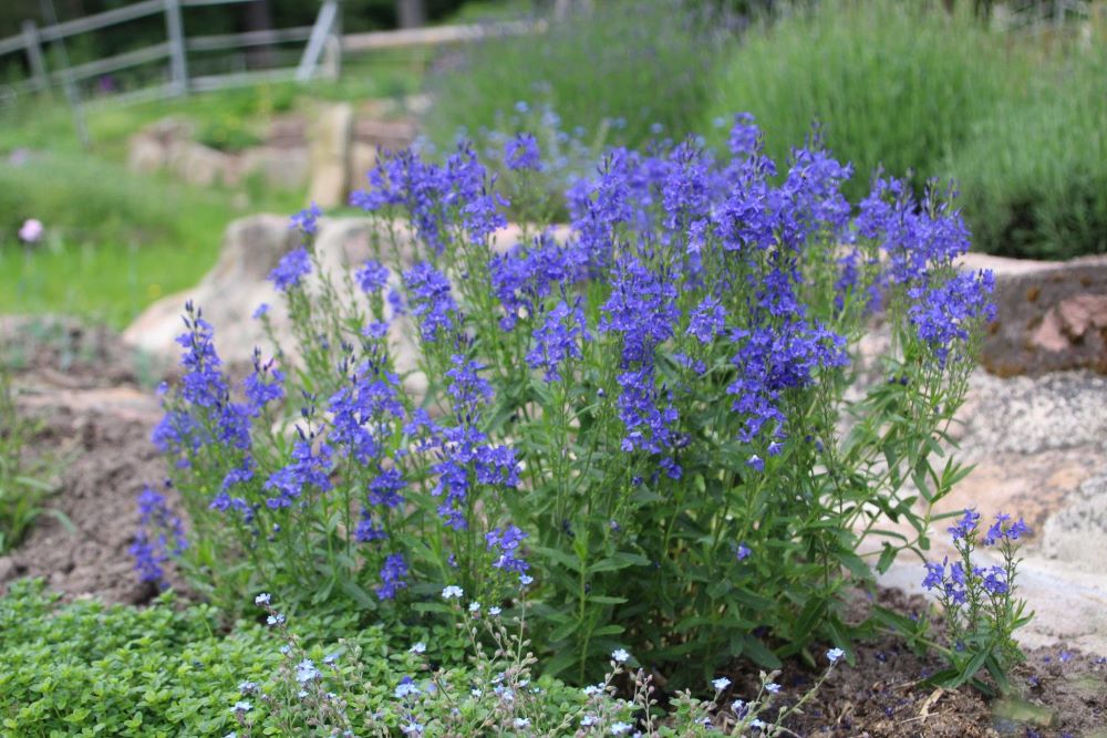 Gamandor veronika (Veronica teucrium/austriaca 'Knallblau')