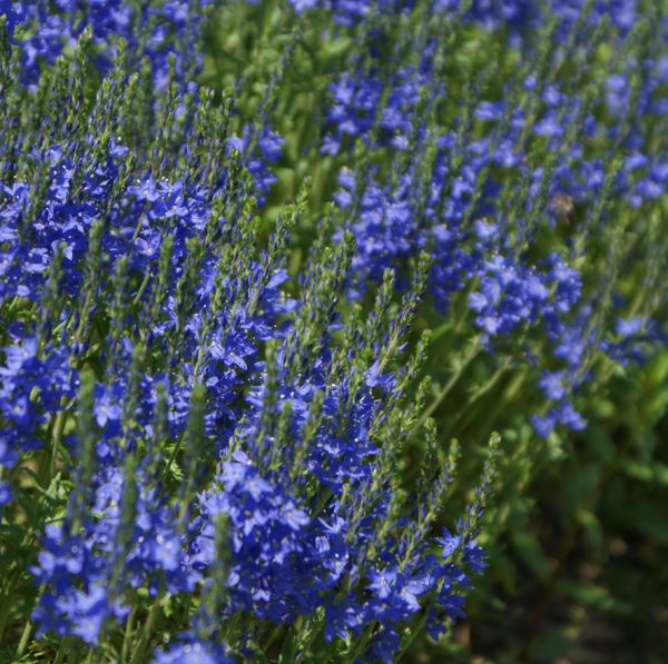 Gamandor veronika (Veronica teucrium/austriaca 'Knallblau')