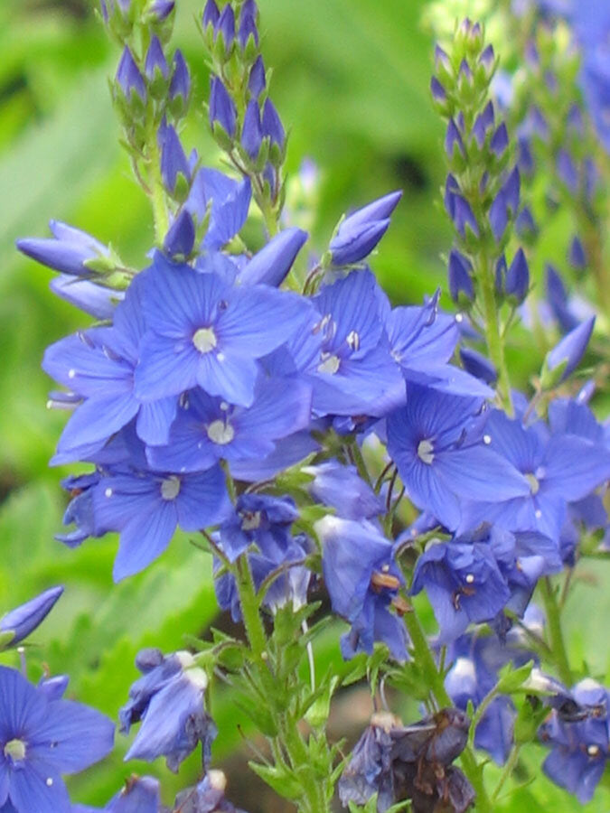 Gamandor veronika (Veronica teucrium/austriaca 'Knallblau')