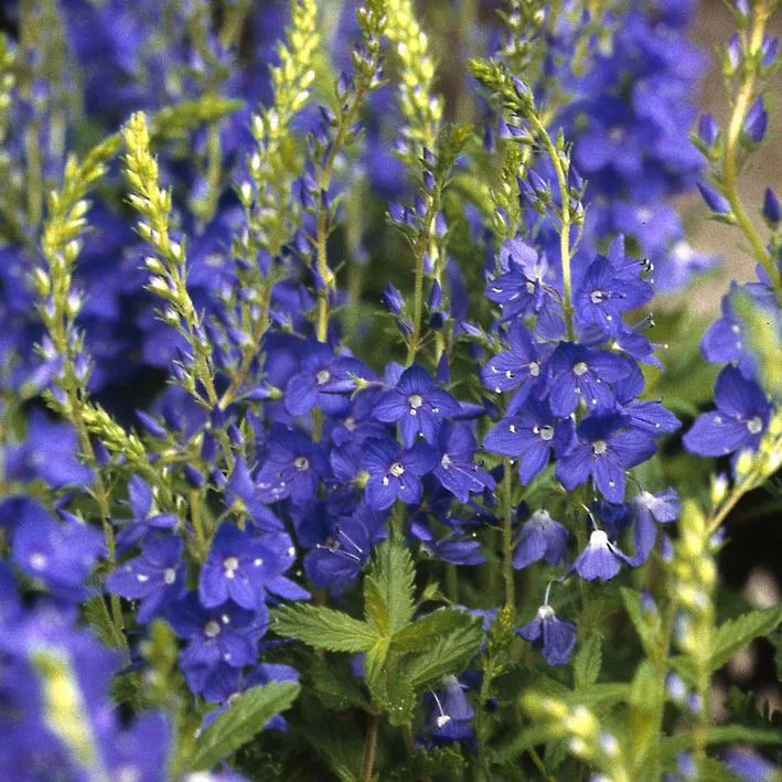 Gamandor veronika (Veronica teucrium/austriaca 'Knallblau')