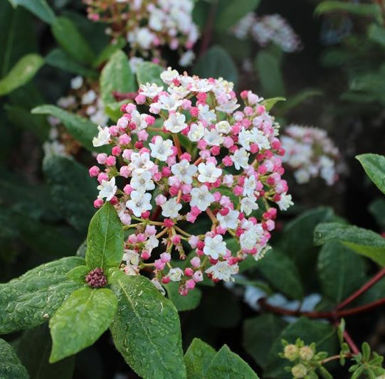 Téli bangita (Viburnum tinus 'Gwenllian')