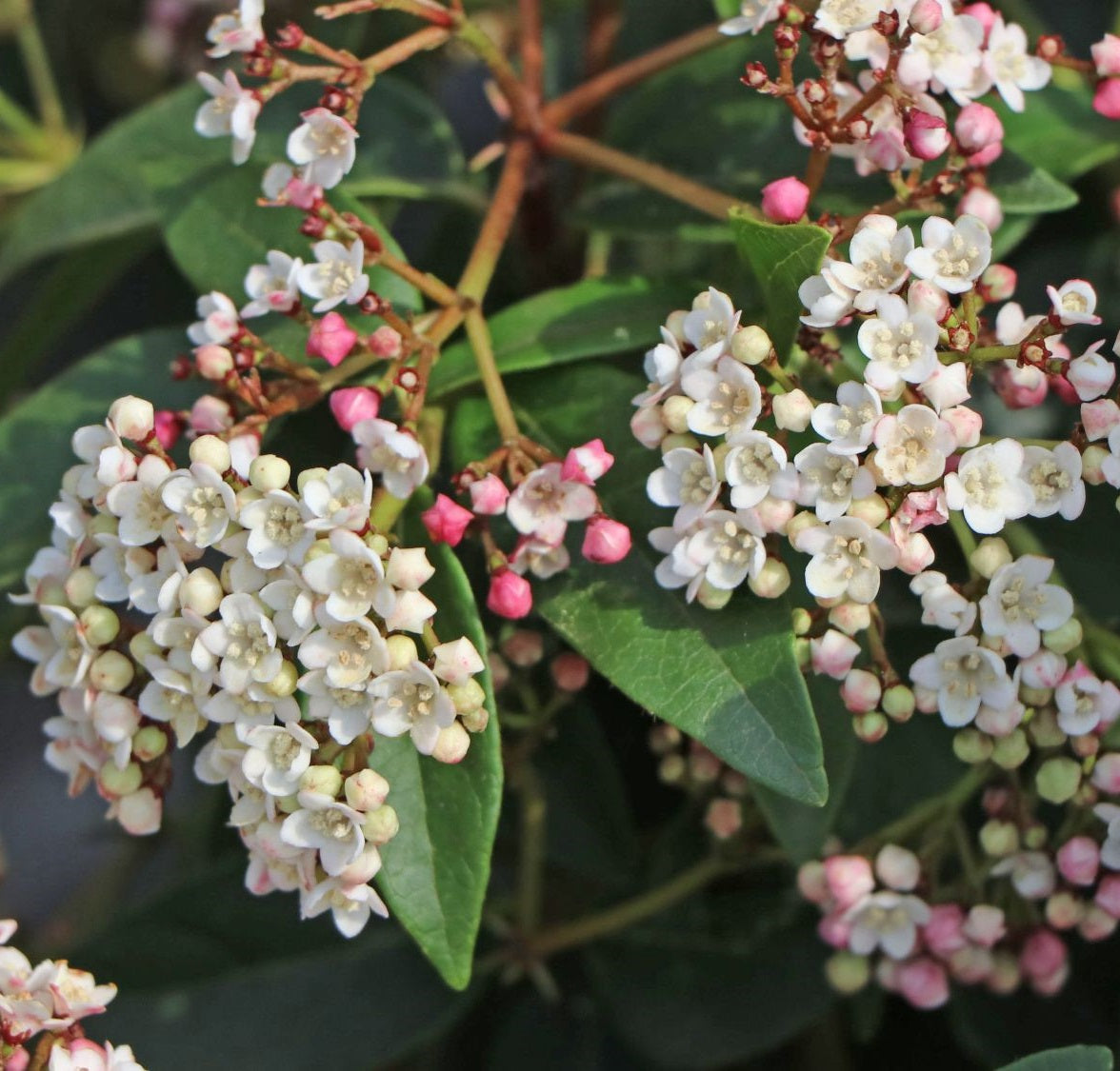Téli bangita (Viburnum tinus 'Gwenllian')