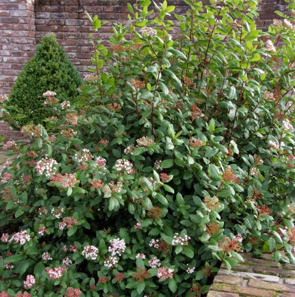Téli bangita (Viburnum tinus 'Gwenllian')