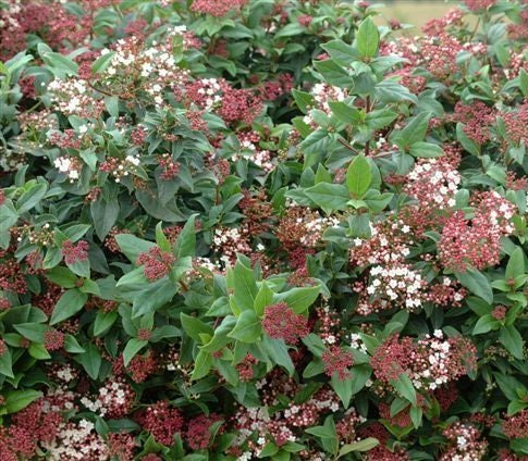Téli bangita (Viburnum tinus 'Gwenllian')