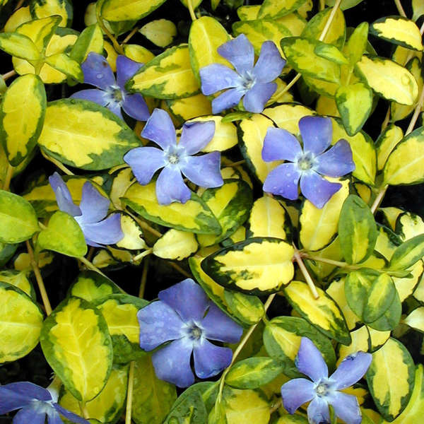 Kis télizöld, meténg (Vinca minor 'Illumination')