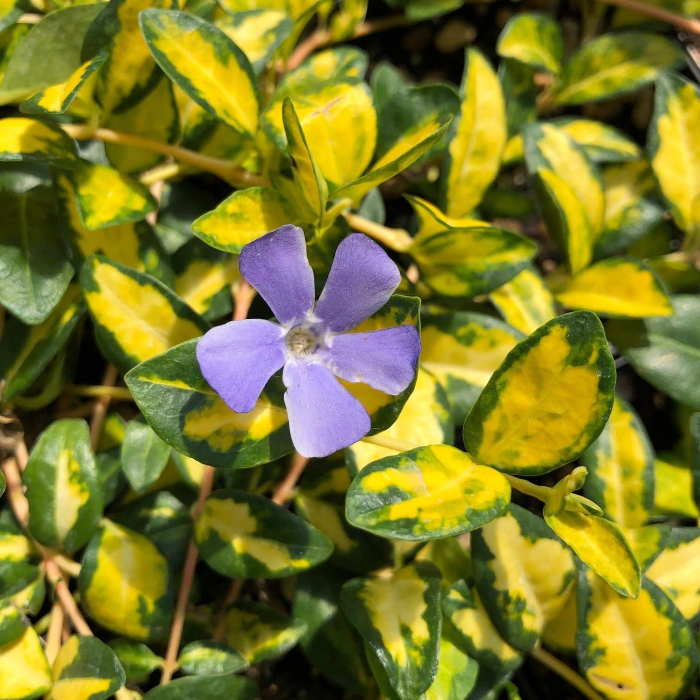 Kis télizöld, meténg (Vinca minor 'Illumination')
