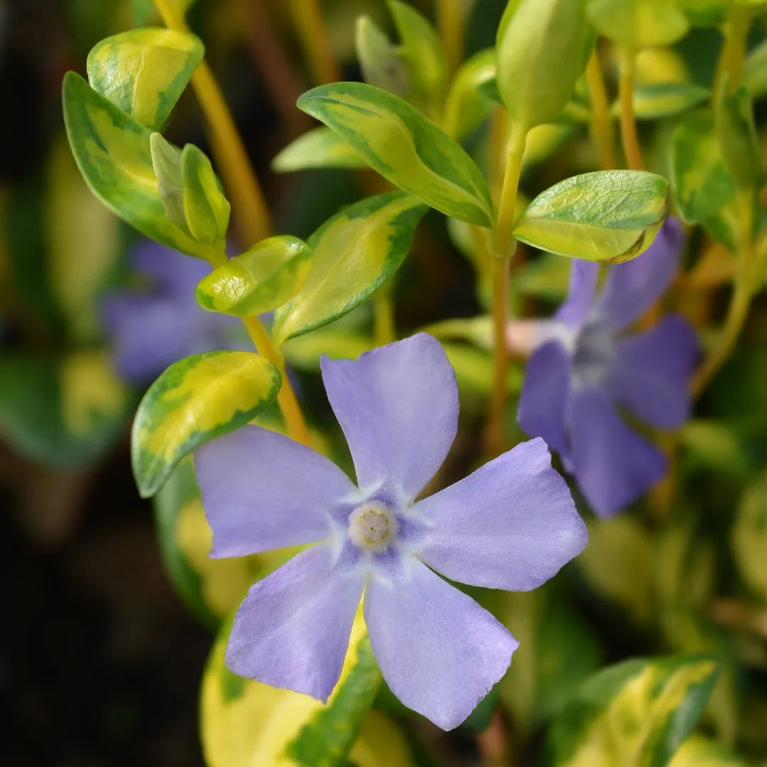 Kis télizöld, meténg (Vinca minor 'Illumination')