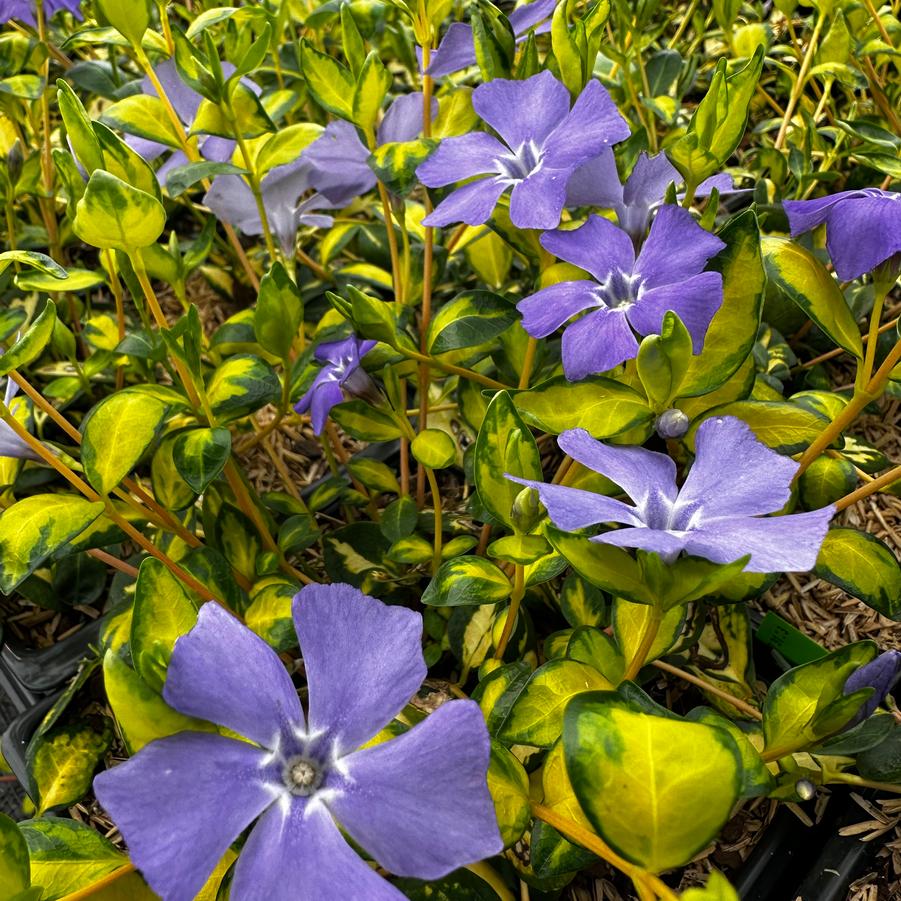 Kis télizöld, meténg (Vinca minor 'Illumination')