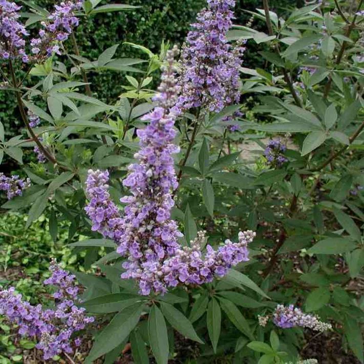 Illatos barátcserje (Vitex agnus-castus 'Latifolia')