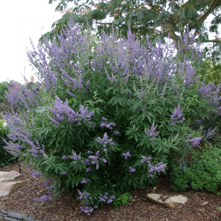 Illatos barátcserje (Vitex agnus-castus 'Latifolia')