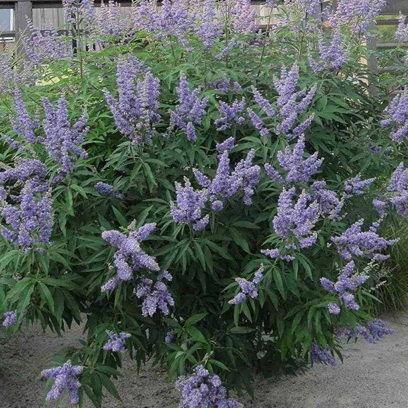 Illatos barátcserje (Vitex agnus-castus 'Latifolia')