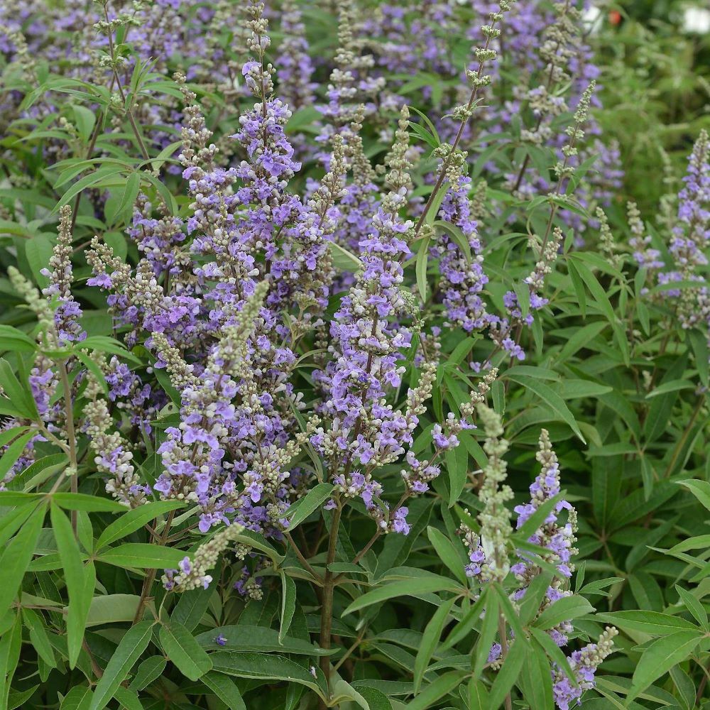 Illatos barátcserje (Vitex agnus-castus 'Latifolia')