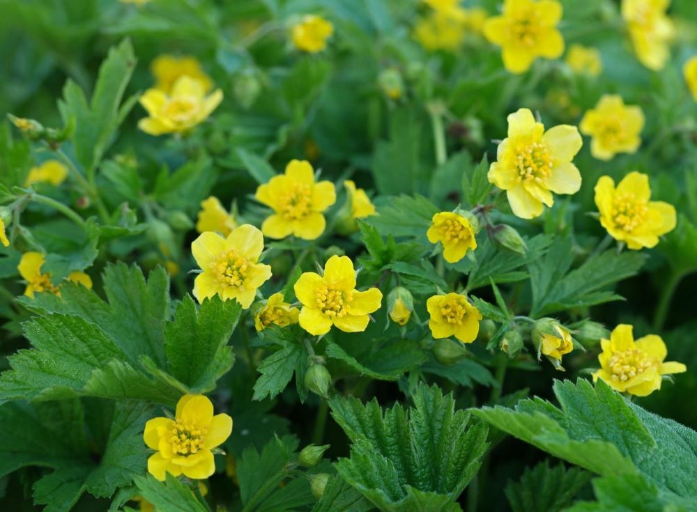 Erdei berkipimpó (Waldsteinia geoides)