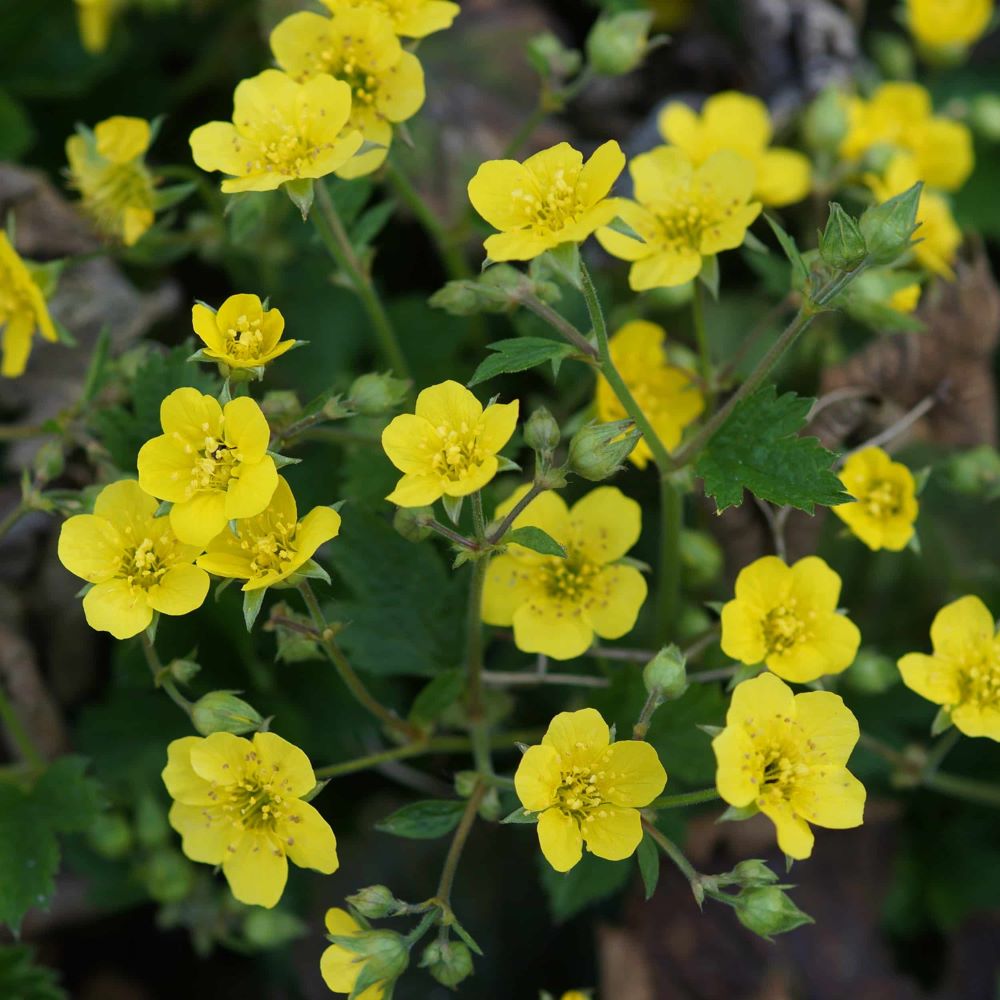 Erdei berkipimpó (Waldsteinia geoides)