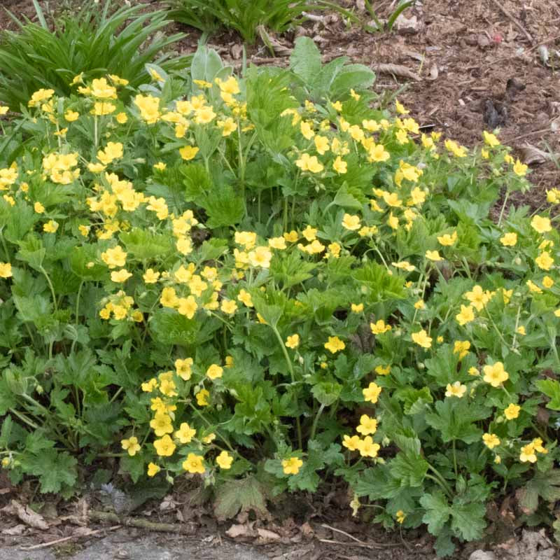 Erdei berkipimpó (Waldsteinia geoides)