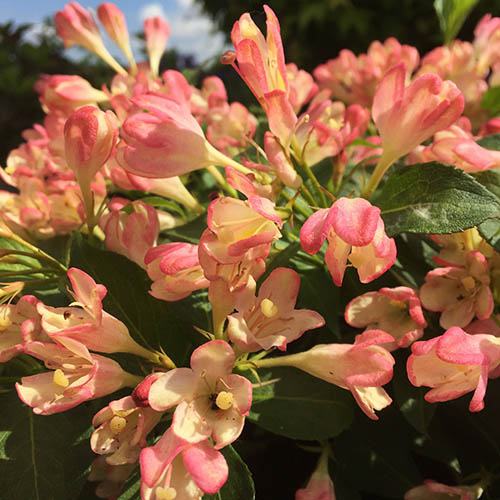 Rózsalonc (Weigela 'All Summer Peach')