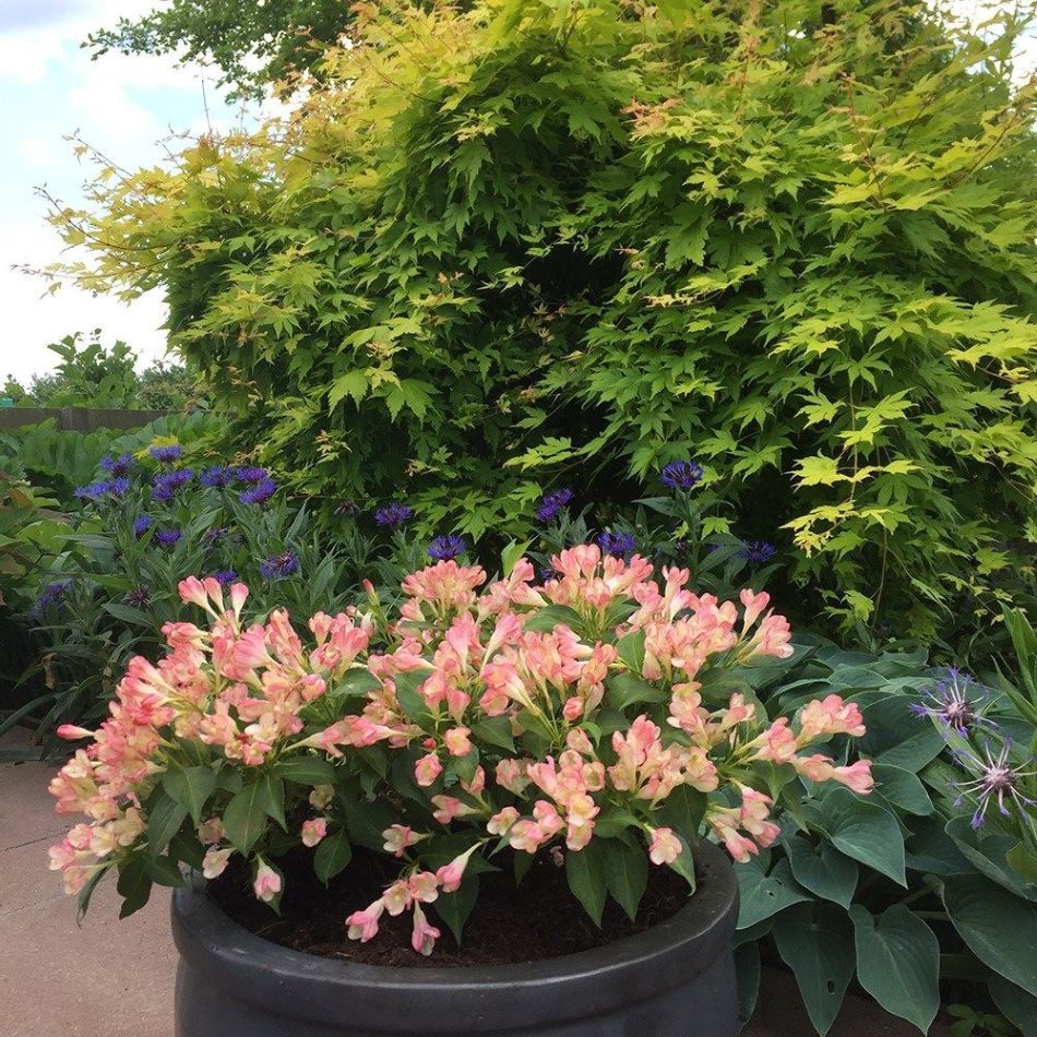 Rózsalonc (Weigela 'All Summer Peach')