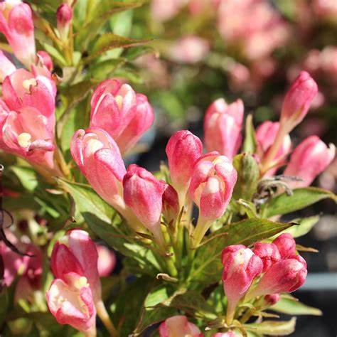 Rózsalonc (Weigela 'All Summer Peach')