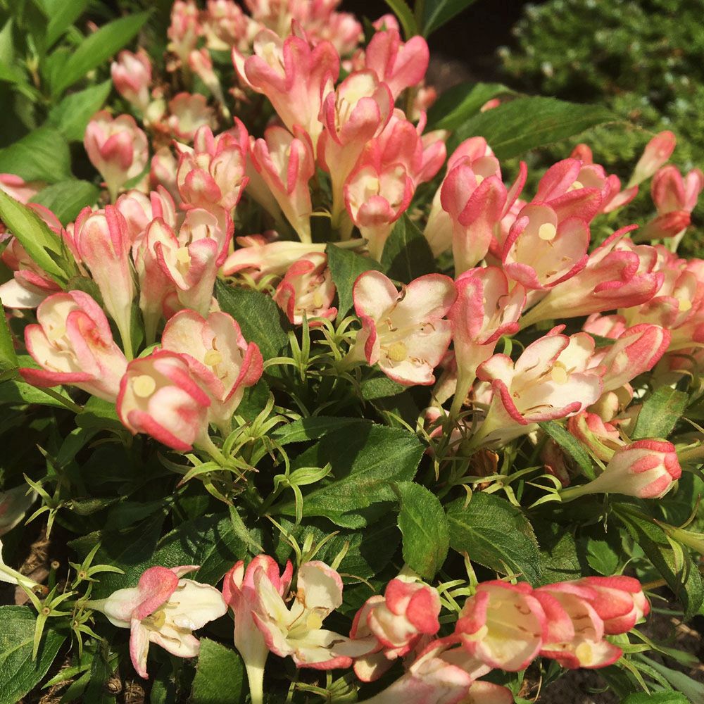 Rózsalonc (Weigela 'All Summer Peach')