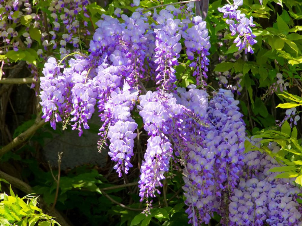 Lilaakác (Wisteria sinensis)