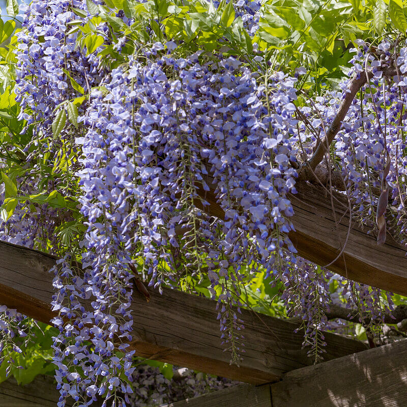 Lilaakác (Wisteria sinensis)