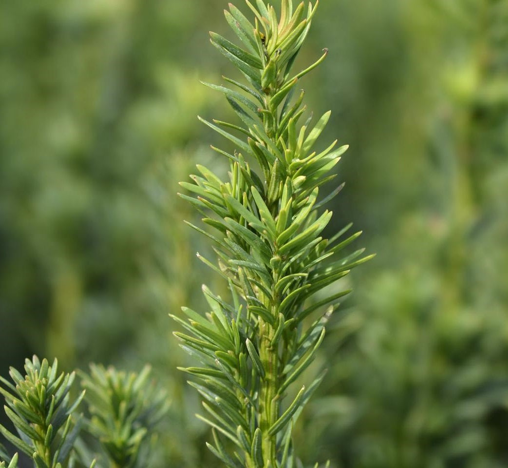 Oszlopos tiszafa (Taxus baccata 'Fastigiata Robusta')