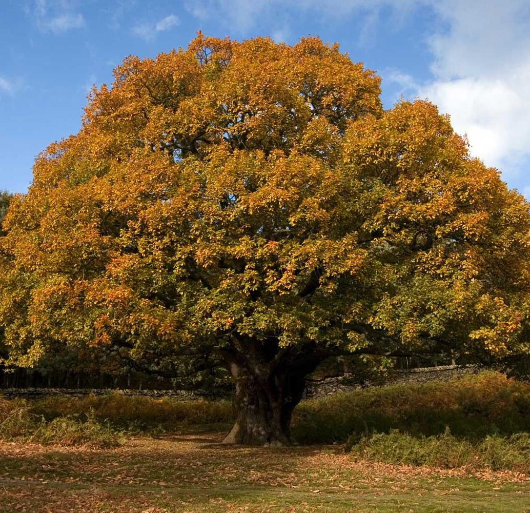 Kocsányos tölgy (Quercus robur)