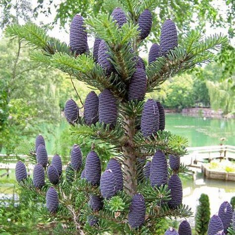 Koreai jegenyefenyő (Abies koreana)