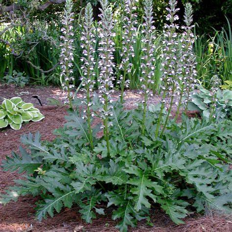 Medveköröm (Acanthus mollis)