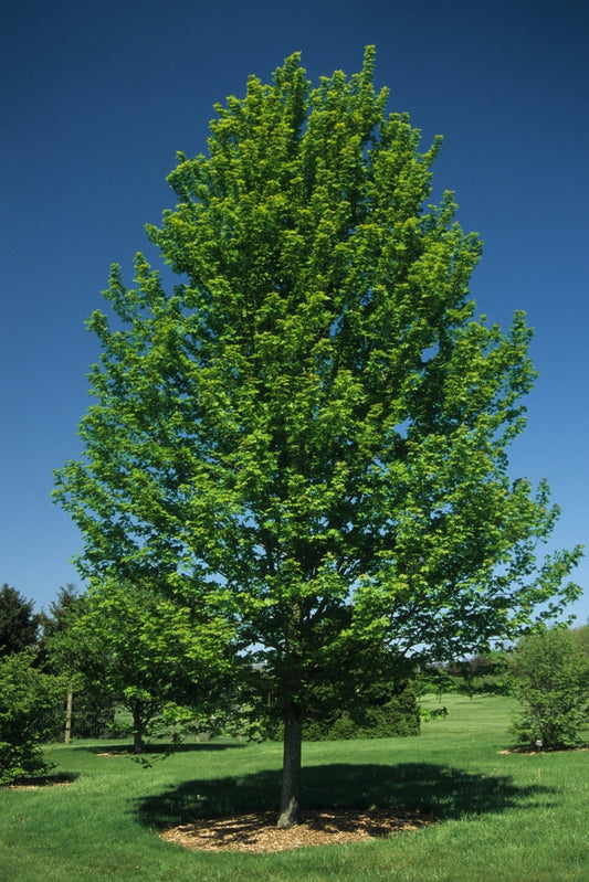 Őszi tűzjuhar (Acer freemanii 'Autumn Blaze')