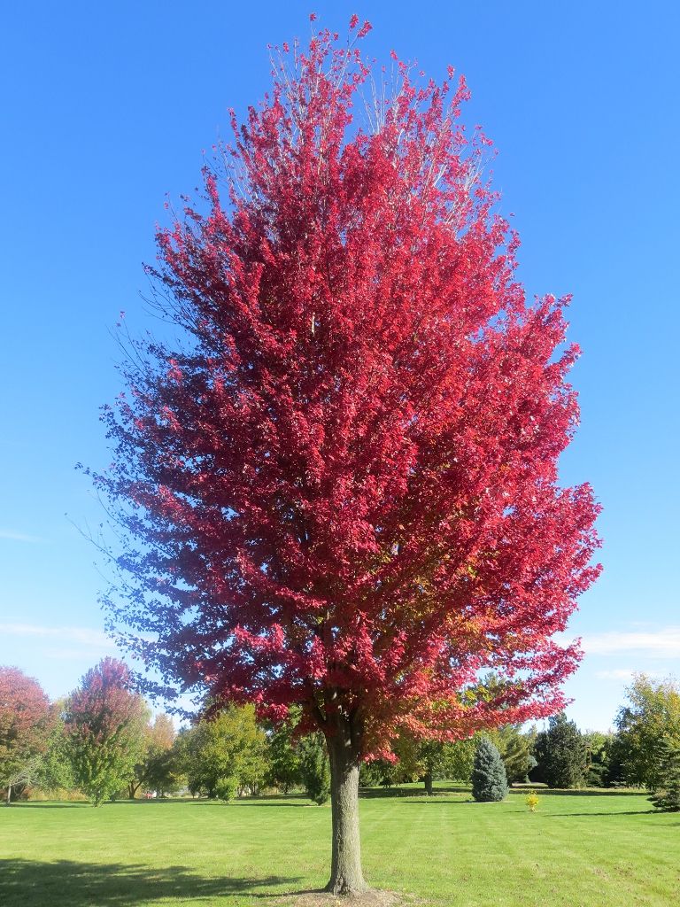 Őszi tűzjuhar (Acer freemanii 'Autumn Blaze')