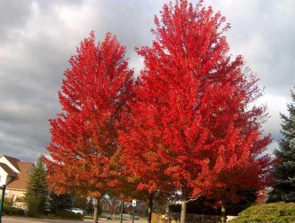 Őszi tűzjuhar (Acer freemanii 'Autumn Blaze')