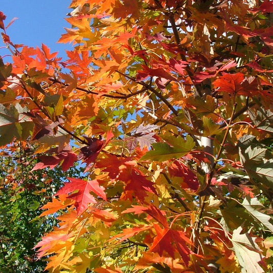 Hibrid vörös juhar, Freeman juhar (Acer x freemanii (syn. Acer rubrum) 'Celebration' (syn.: 'Celzam'))