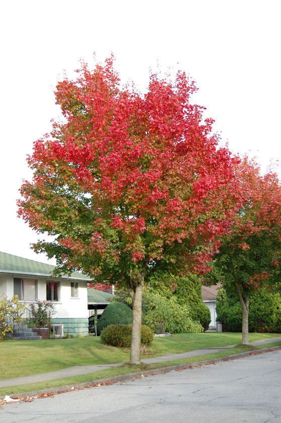 Skarlátvörös őszi lombszínű hibrid juharfa (Acer Norwegian Sunset 'Keithsform')