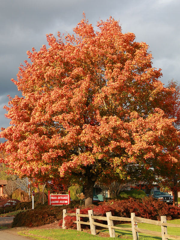 Skarlátvörös őszi lombszínű hibrid juharfa (Acer Norwegian Sunset 'Keithsform')