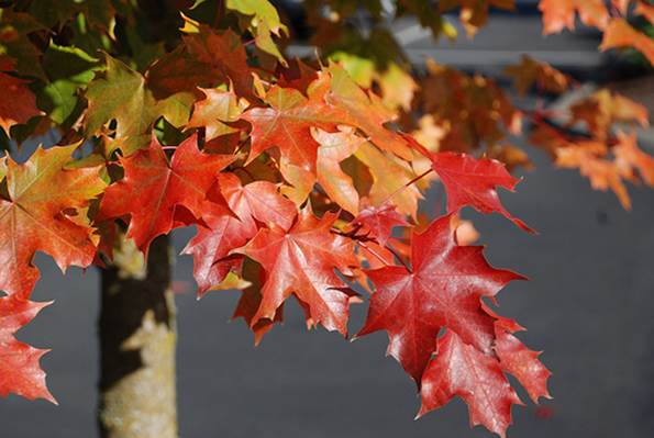 Skarlátvörös őszi lombszínű hibrid juharfa (Acer Norwegian Sunset 'Keithsform')