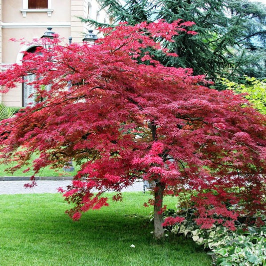 Japán juhar (Acer palmatum 'Atropurpureum')