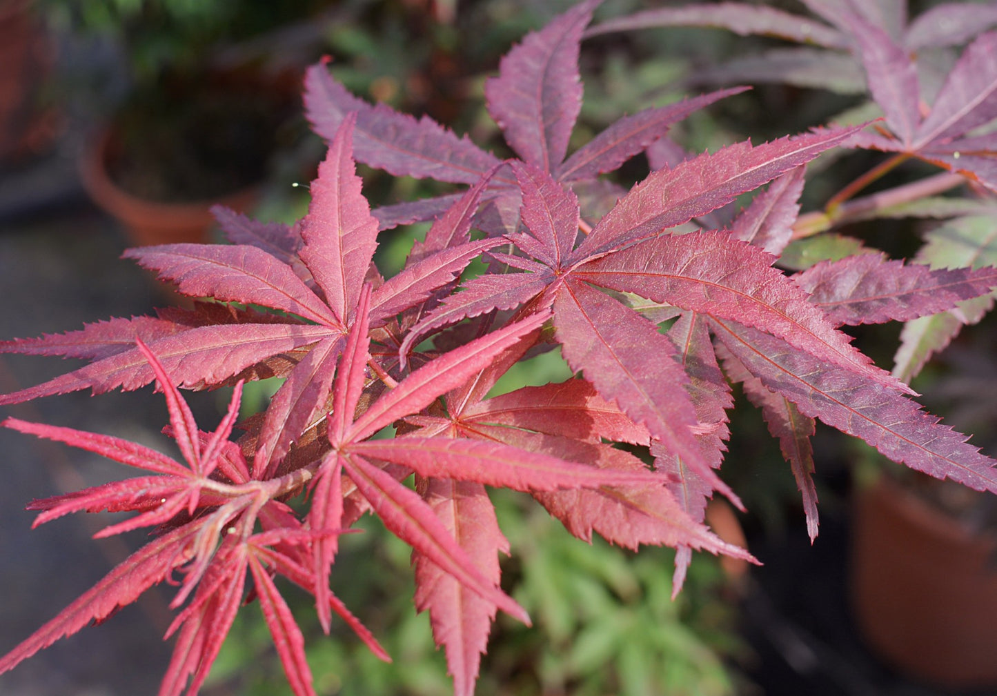 Japán juhar (Acer palmatum 'Atropurpureum')