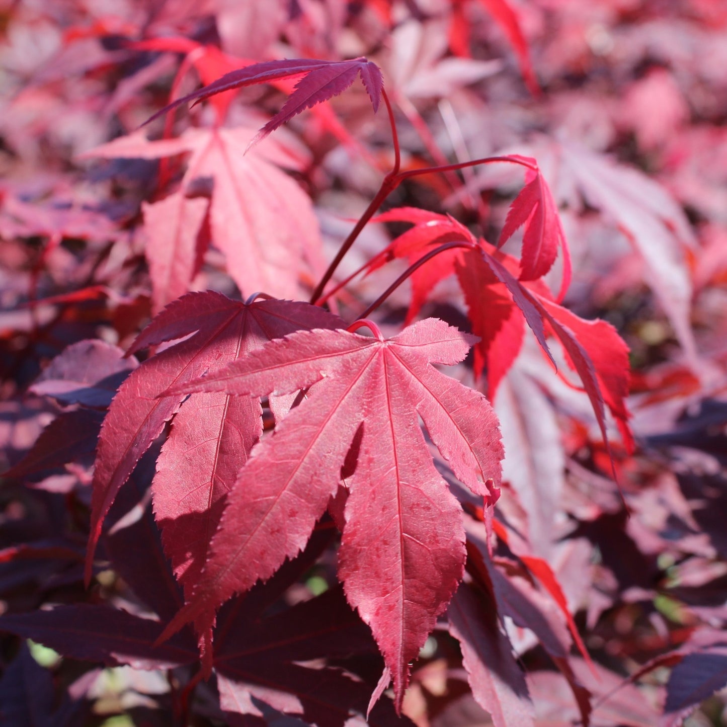 Japán juhar (Acer palmatum 'Atropurpureum')